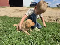 Ruby, a male Golden Retriever for sale in Potosi, WI – 2 of 3