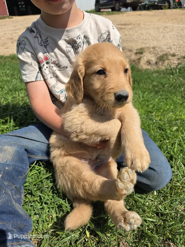 Tucker – Golden Retriever puppy for sale in Potosi, WI