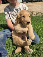 Tucker, a male Golden Retriever for sale in Potosi, WI – 1 of 2