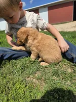 Simone, a male Golden Retriever for sale in Potosi, WI – 2 of 4