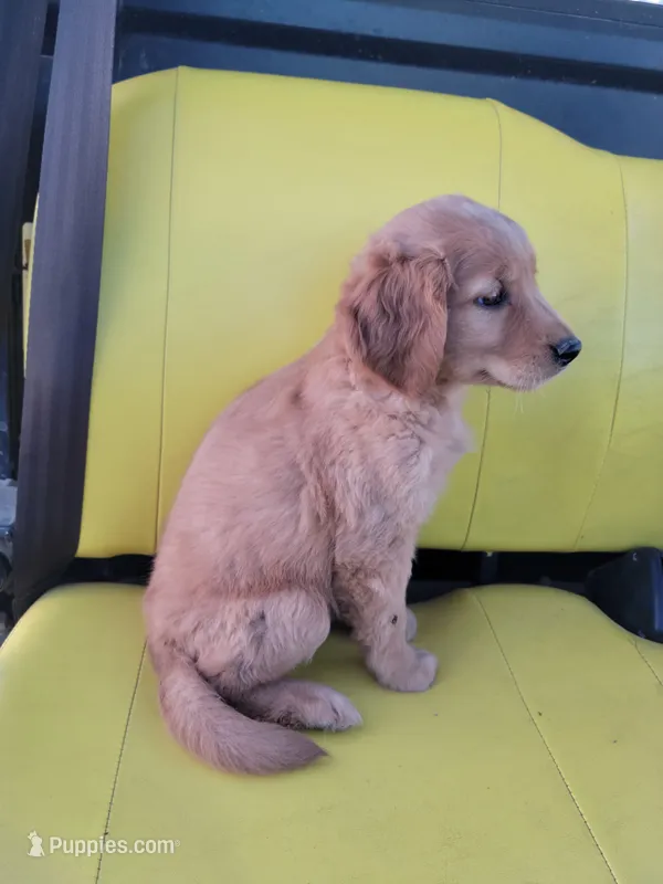 Daisy – Golden Retriever puppy for sale in Potosi, WI