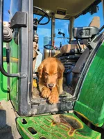 Ruby, a male Golden Retriever for sale in Potosi, WI – 3 of 3