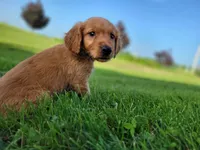 Ruby, a male Golden Retriever for sale in Potosi, WI – 1 of 2
