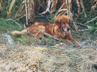 Simone, a male Golden Retriever for sale in Potosi, WI – 4 of 4