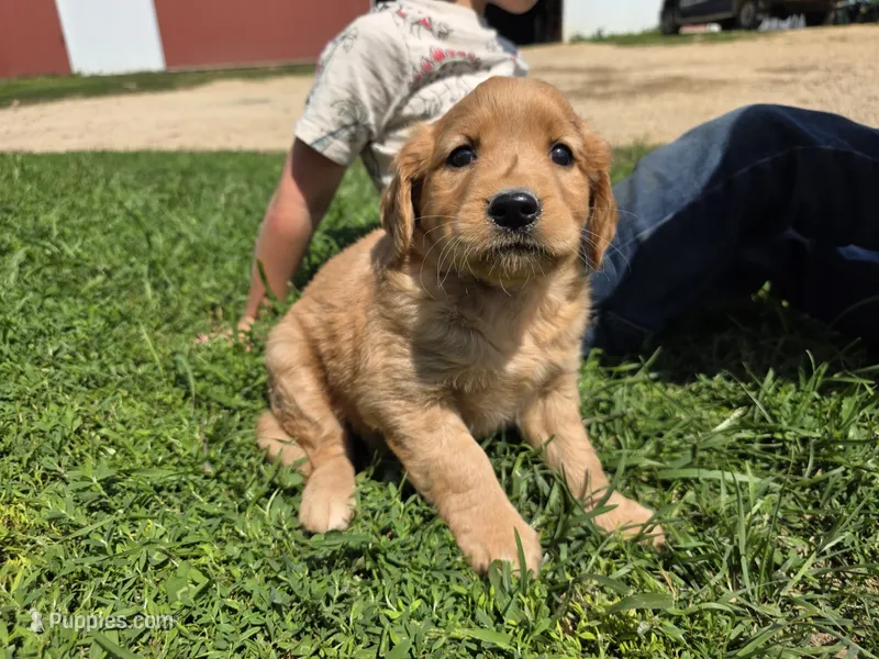 Simone – Golden Retriever puppy for sale in Potosi, WI