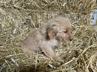 Ruby, a female Golden Retriever for sale in Potosi, WI – Photo 2 of 2