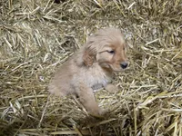 Ruby, a female Golden Retriever for sale in Potosi, WI – Photo 1 of 2