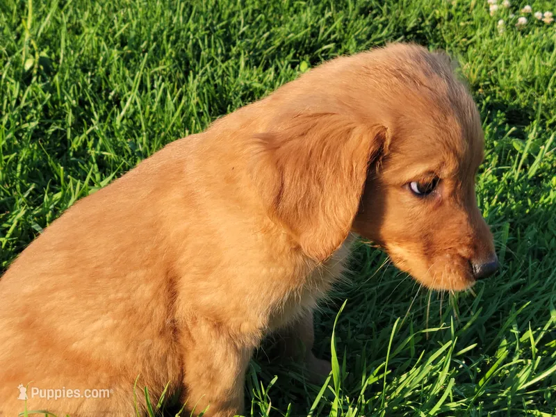 Scooter – Golden Retriever puppy for sale in Potosi, WI