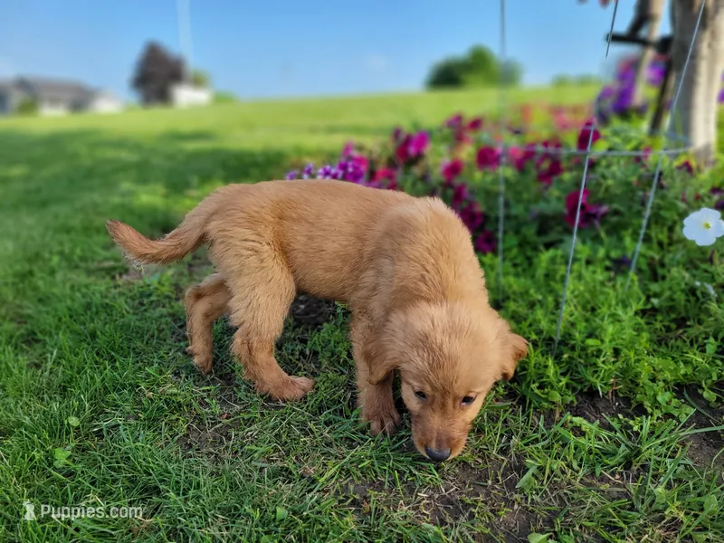 Tucker – Golden Retriever puppy for sale in Potosi, WI