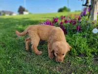 Tucker, a male Golden Retriever for sale in Potosi, WI – 1 of 2