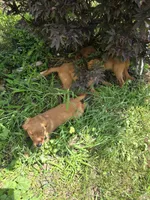Hector, a male Golden Retriever for sale in Potosi, WI – 2 of 3