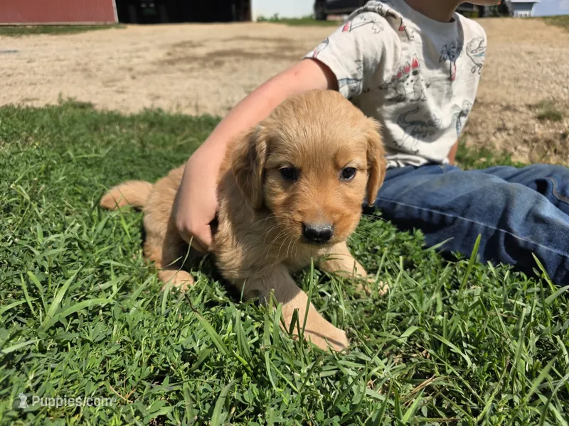 Ruby – Golden Retriever puppy for sale in Potosi, WI