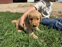 Ruby, a male Golden Retriever for sale in Potosi, WI – 1 of 3