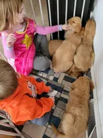 Phoenix, a female Golden Retriever for sale in Potosi, WI – Photo 4 of 7