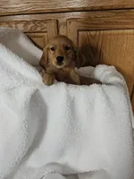 Phoenix, a female Golden Retriever for sale in Potosi, WI – Photo 1 of 7