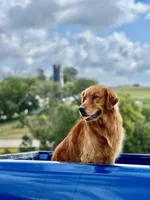 Phoenix, a female Golden Retriever for sale in Potosi, WI – Photo 6 of 7