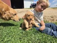 Ruby, a male Golden Retriever for sale in Potosi, WI – 2 of 3