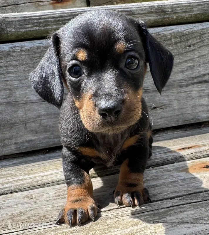Olive – Miniature Dachshund puppy for sale in Gladwin, MI