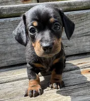 Olive, a female Miniature Dachshund for sale in Gladwin, MI – 1 of 4