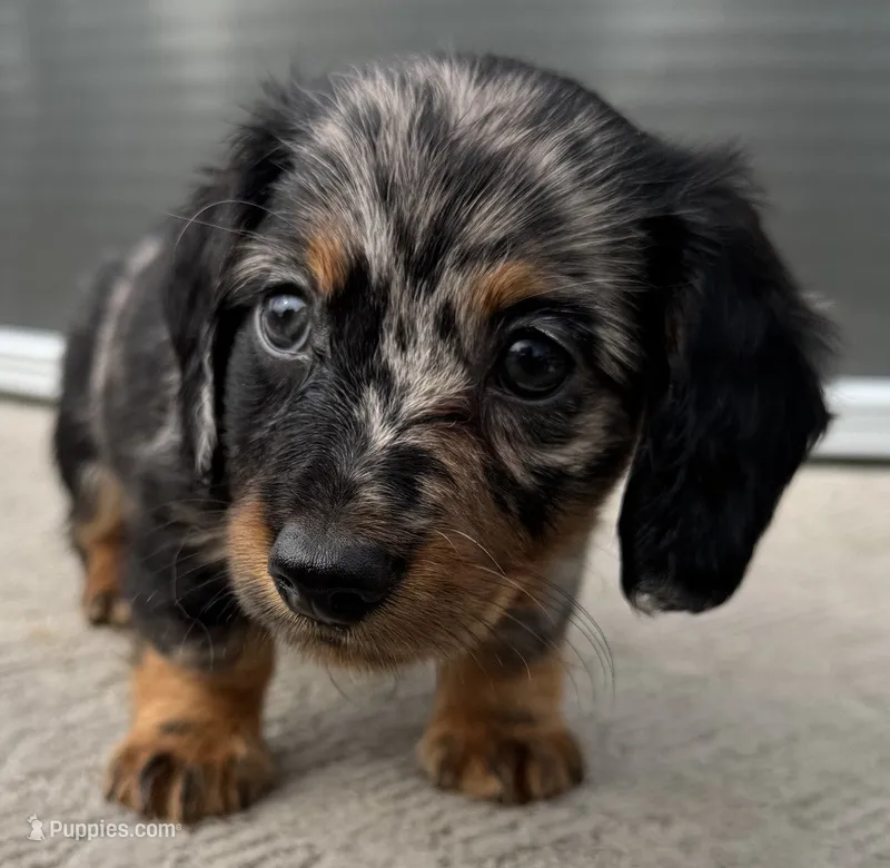 Forrest – Miniature Dachshund puppy for sale in Gladwin, MI