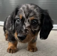 Forrest, a male Miniature Dachshund for sale in Gladwin, MI – 1 of 2