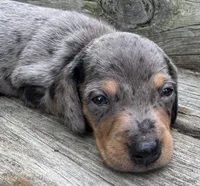 Paxton, a male Miniature Dachshund for sale in Gladwin, MI – 1 of 3