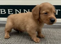 Riley, a male Miniature Dachshund for sale in Gladwin, MI – 3 of 3