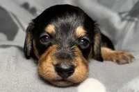 Jewel, a female Miniature Dachshund for sale in Gladwin, MI – Photo 1 of 2