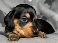 Jewel, a female Miniature Dachshund for sale in Gladwin, MI – Photo 2 of 2