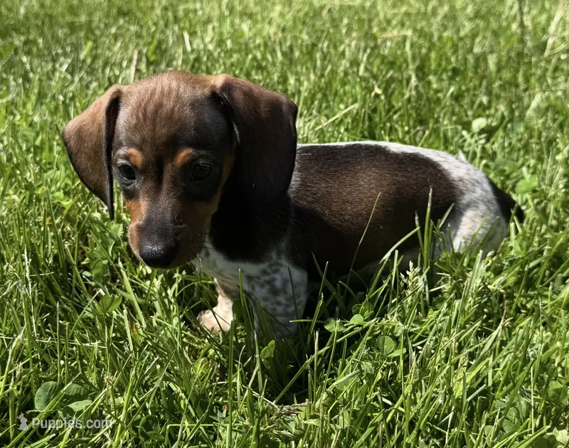Cypress – Miniature Dachshund puppy for sale in Gladwin, MI
