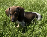 Cypress, a female Miniature Dachshund for sale in Gladwin, MI – 1 of 6