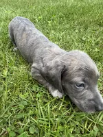 Slater, a male Miniature Dachshund for sale in Gladwin, MI – 2 of 2