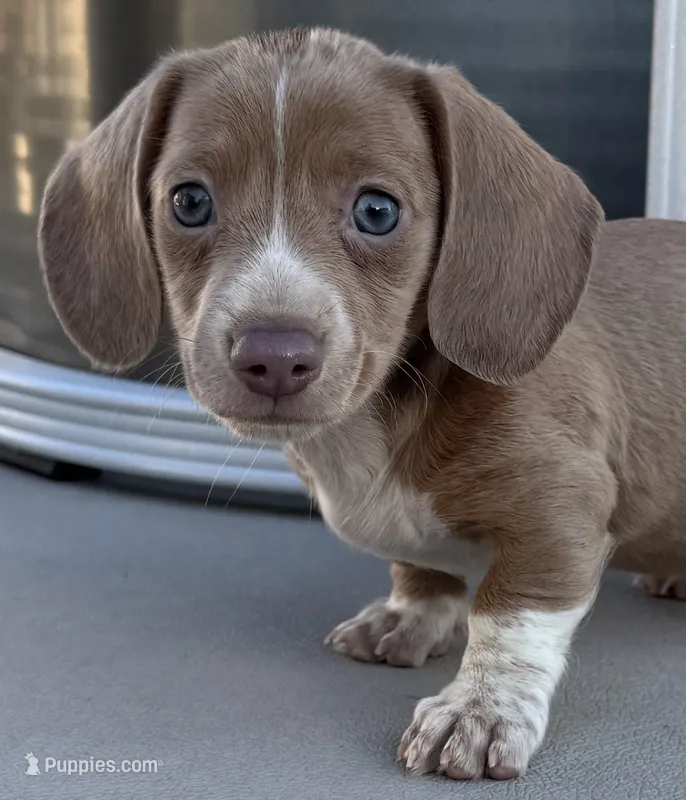 Stewart – Miniature Dachshund puppy for sale in Gladwin, MI