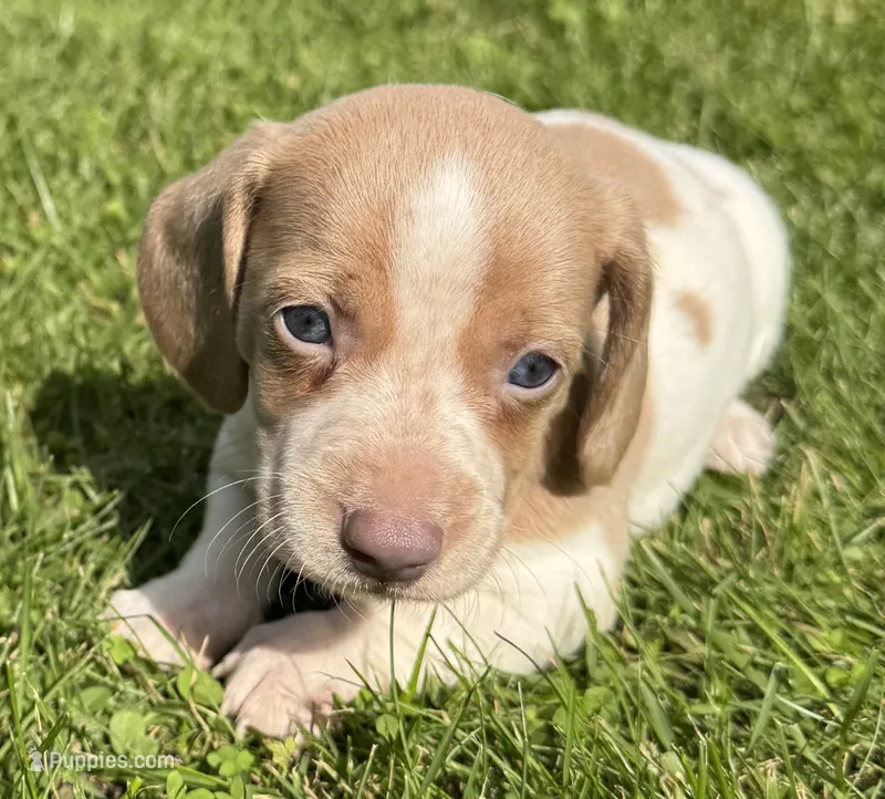 Clayton – Miniature Dachshund puppy for sale in Gladwin, MI