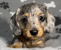 Fergus, a male Miniature Dachshund for sale in Gladwin, MI – Photo 1 of 4