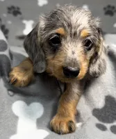 Fergus, a male Miniature Dachshund for sale in Gladwin, MI – Photo 3 of 4