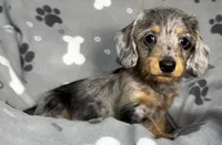 Fergus, a male Miniature Dachshund for sale in Gladwin, MI – Photo 2 of 4