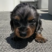 Darla, a female Miniature Dachshund for sale in Gladwin, MI – 2 of 4