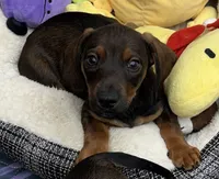Theo, a male Miniature Dachshund for sale in Gladwin, MI – 2 of 2