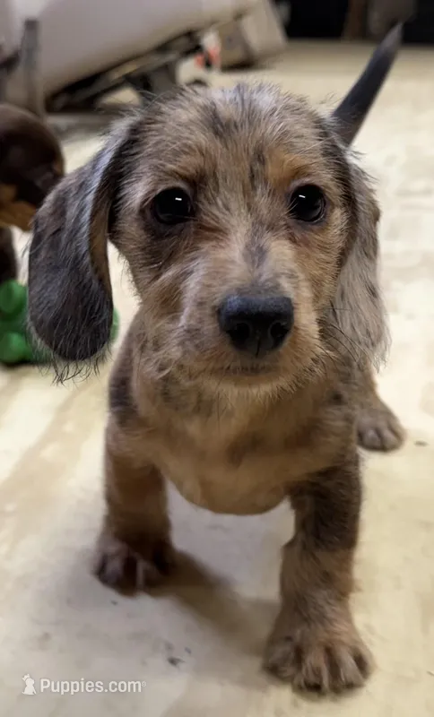 Reagan – Miniature Dachshund puppy for sale in Gladwin, MI
