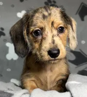 Reagan, a female Miniature Dachshund for sale in Gladwin, MI – Photo 1 of 2