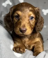 Soren, a male Miniature Dachshund for sale in Gladwin, MI – Photo 4 of 4