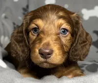 Soren, a male Miniature Dachshund for sale in Gladwin, MI – Photo 2 of 4