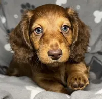 Soren, a male Miniature Dachshund for sale in Gladwin, MI – Photo 1 of 4