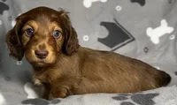 Soren, a male Miniature Dachshund for sale in Gladwin, MI – Photo 3 of 4