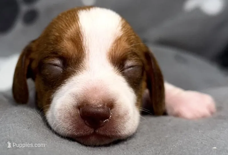 Finn – Miniature Dachshund puppy for sale in Gladwin, MI