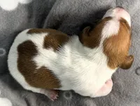 Finn, a male Miniature Dachshund for sale in Gladwin, MI – Photo 4 of 4