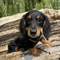 Bear, a male Miniature Dachshund for sale in Gladwin, MI – 1 of 1