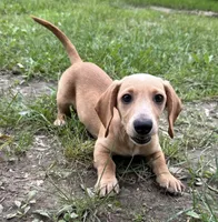 Luna, a female Miniature Dachshund for sale in Gladwin, MI – 2 of 2