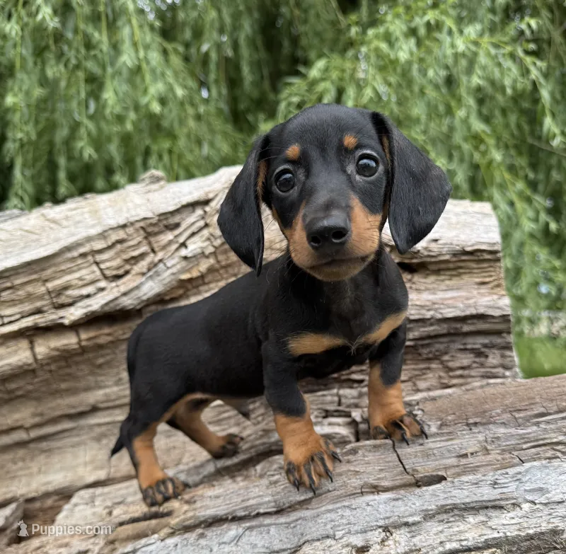 Butler – Miniature Dachshund puppy for sale in Gladwin, MI